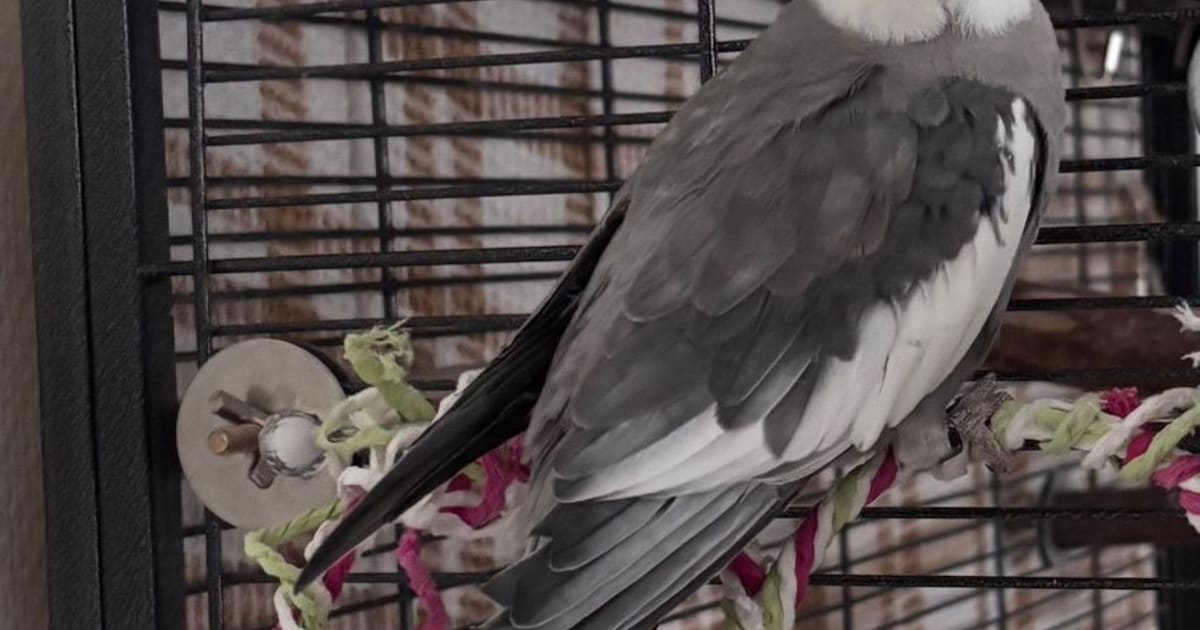 Heb jij Kili gezien? Dit huisdier wordt in Waddinxveen vermist