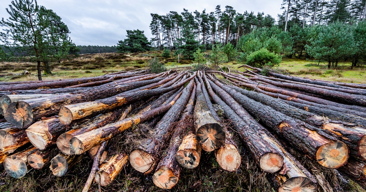 Buren eisen aanplant van 71 nieuwe bomen na kap, boseigenaar laat het bij drie