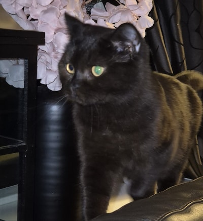 Heb jij Sally gezien? Dit huisdier wordt in Tiel vermist