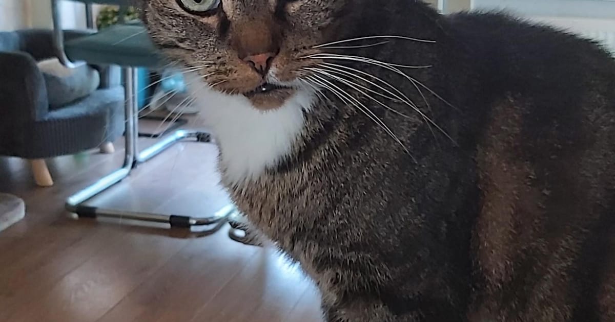 Heb jij Simba gezien? Dit huisdier wordt in Beverwijk vermist