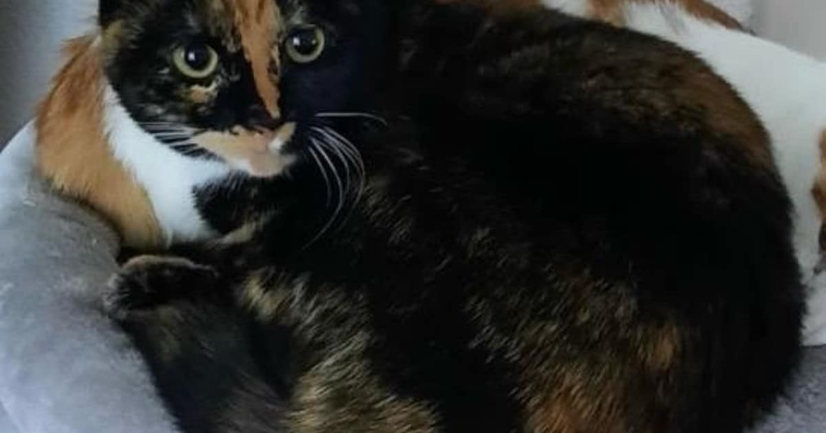 Heb jij Moppie gezien? Dit huisdier wordt in Leiden vermist