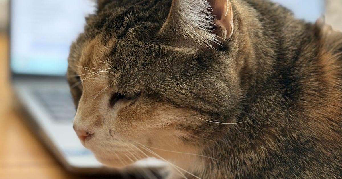 Heb jij Moos of Blondie gezien? Deze twee huisdieren worden in 's-Hertogenbosch vermist