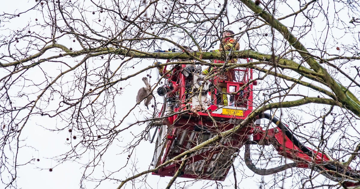 Meeuw bungelt ondersteboven aan boomtak bij Schiedamse flat