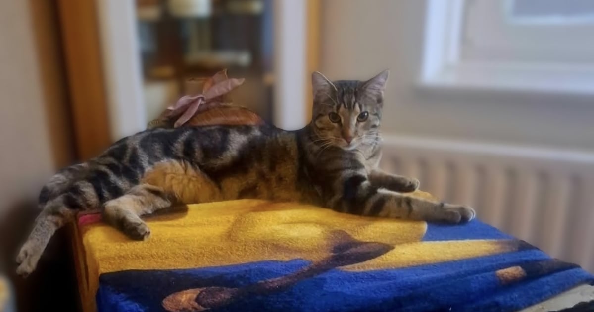 Heb jij Bowie of Tabby gezien? Deze twee huisdieren worden in Landgraaf vermist