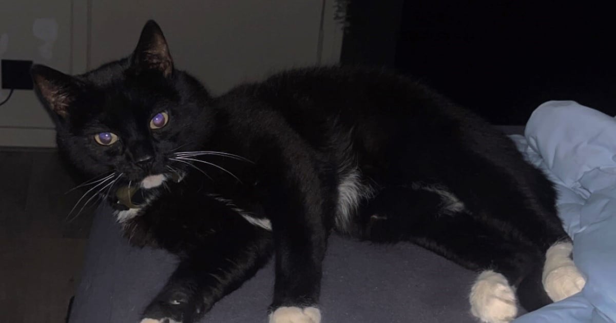 Heb jij Pebbles gezien? Dit huisdier wordt in Beverwijk vermist