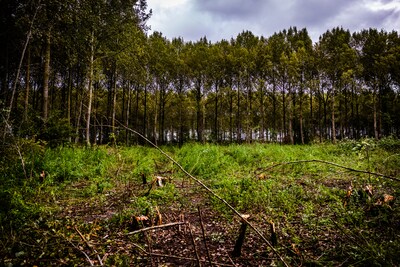 Commotie rond bomenkap in Bos van Los: ‘Als je dit niet serieus neemt, is de natuur verloren’