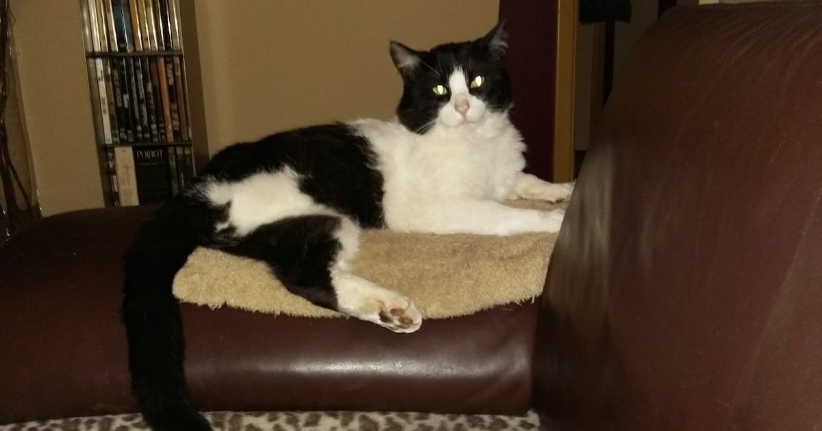 Heb jij Binky of Pieperd gezien? Deze twee huisdieren worden in Elburg vermist