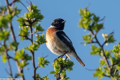 Vogels spotten in de Bijland bij Tolkamer