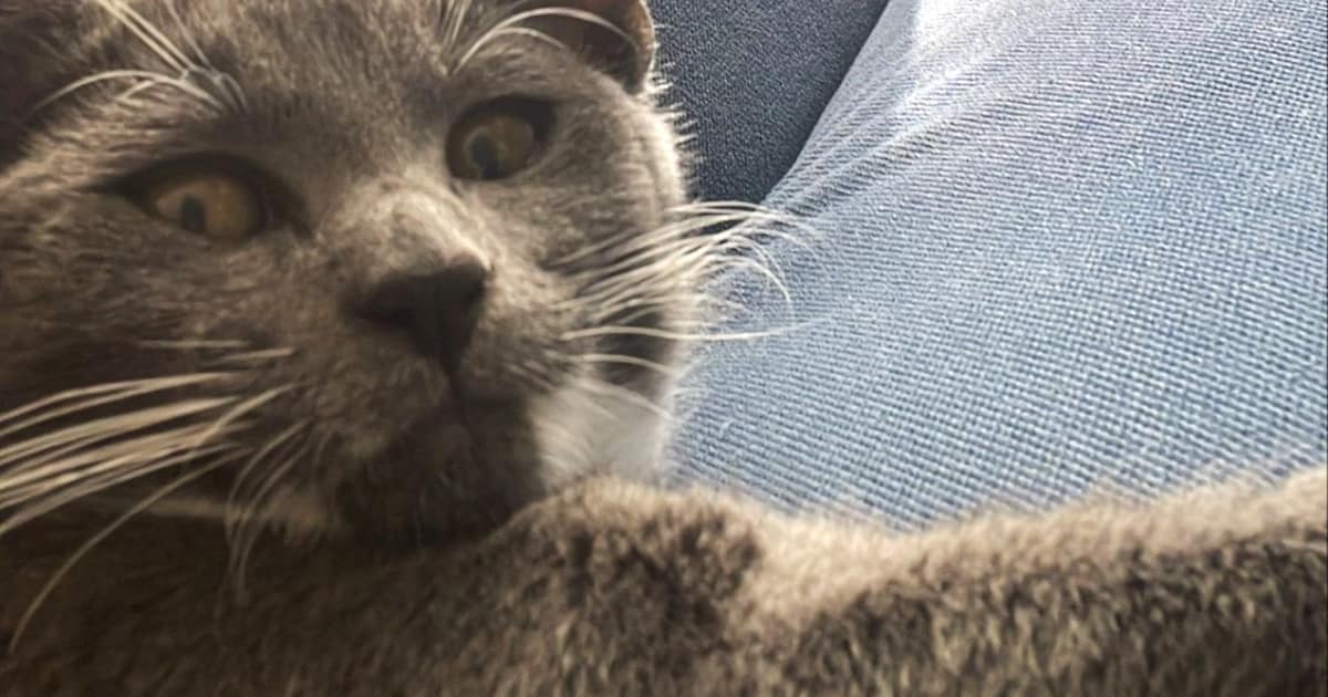 Heb jij Jack, Minnos of Ria gezien? Deze drie huisdieren worden in Oosterhout vermist