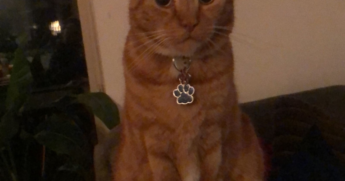 Heb jij Spicey gezien? Dit huisdier wordt in Heemskerk vermist