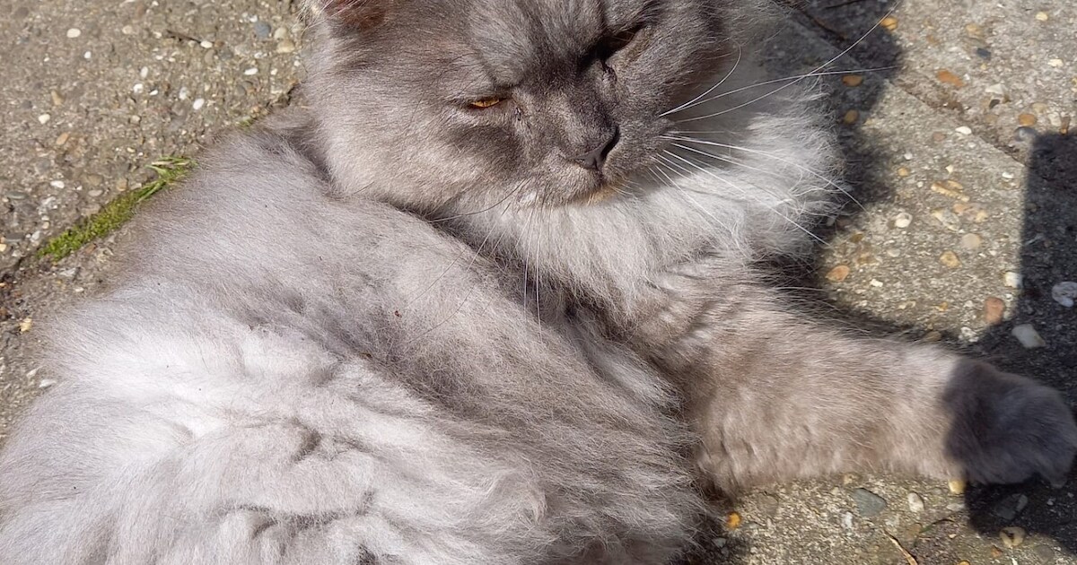Heb jij George of Chico gezien? Deze twee huisdieren worden in Teylingen vermist
