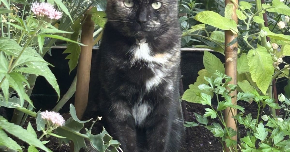 Heb jij Pudding gezien? Dit huisdier wordt in Uitgeest vermist