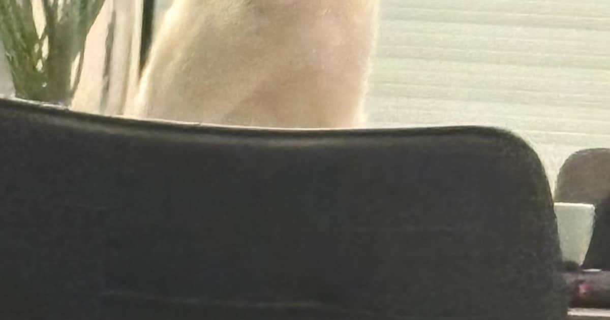 Heb jij Pim gezien? Dit huisdier wordt in Hulst vermist