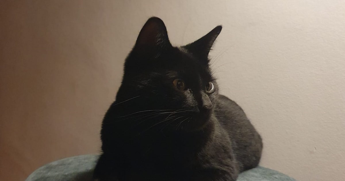 Heb jij Yaro, Angel of Loekie gezien? Deze vier huisdieren worden in Enschede vermist