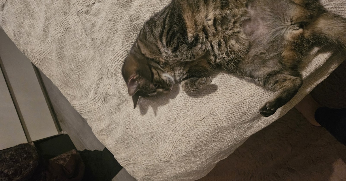 Heb jij Mikey, Mini of Akira gezien? Deze 12 huisdieren worden in Almere vermist