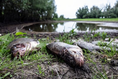 Grote zorgen over vissen tijdens de hitte: ‘Wateren worden soms een kookpot’