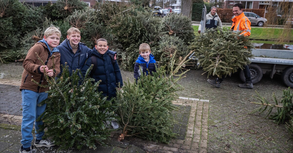 In Midden-Delfland wordt weer fanatiek met kerstbomen gesleept: ‘Mooi, dat enthousiasme’