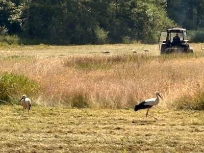 Image related to the article