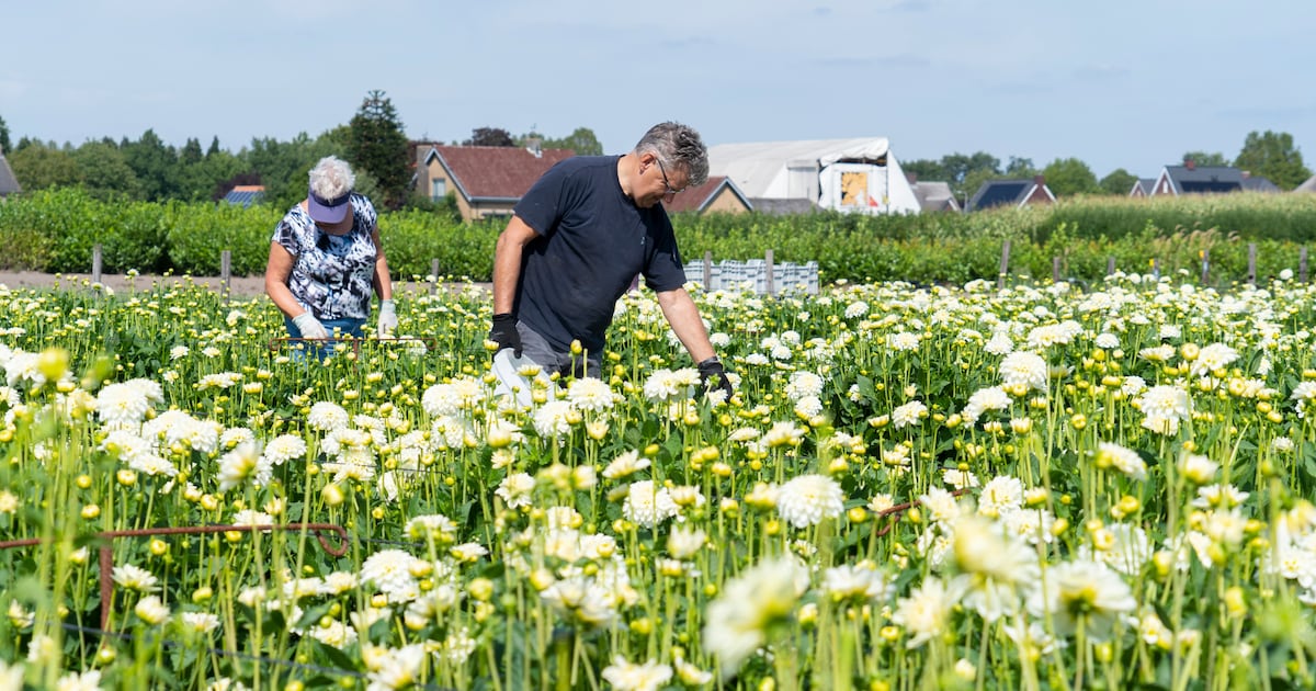 Beemster in Bloei houdt in augustus plukdag voor biodiversiteit