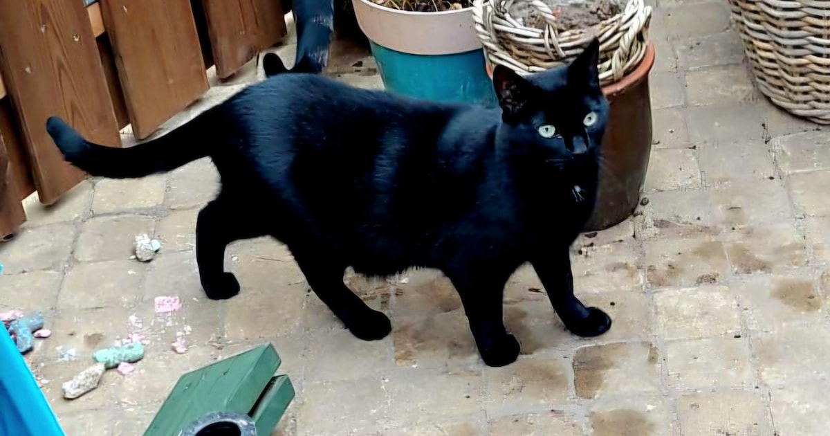 Heb jij Odin gezien? Dit huisdier wordt in Baarn vermist