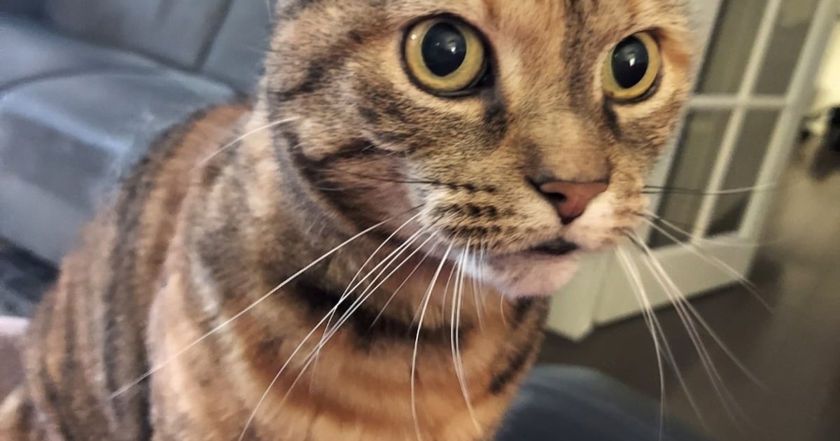 Heb jij Safari of Winnie gezien? Deze twee huisdieren worden in Zuidplas vermist