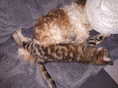 Heb jij Nala of Sofie gezien? Deze twee huisdieren worden in Zoetermeer vermist