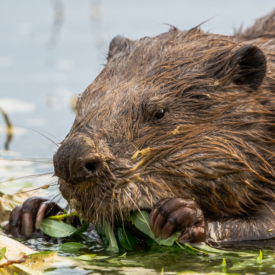 Bever rukt op en knaagt zich door woonwijken: ‘Kost miljoenen en ze ...