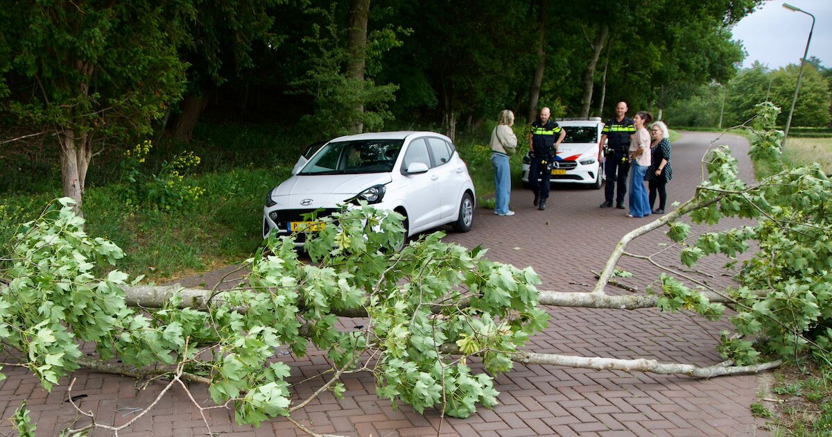 Boom komt tegen rijdende auto terecht in Santpoort-Noord
