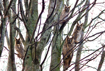 Rust roest, maar als ransuilen roesten maken ze zich op voor de nachtelijke jacht