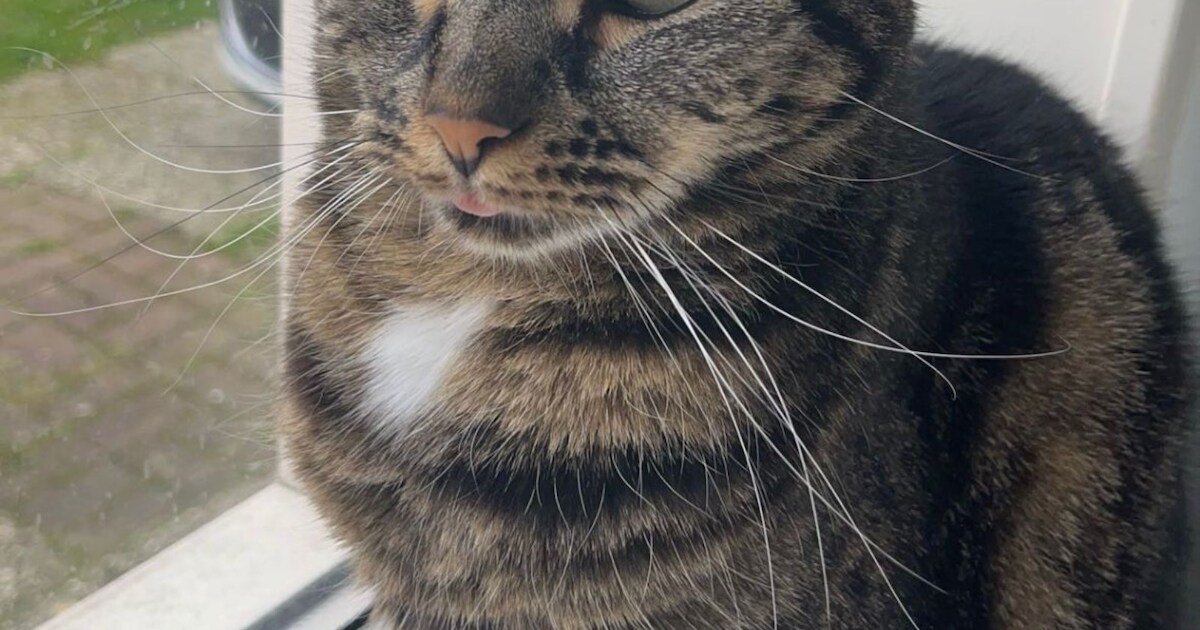 Heb jij Pip of Grace gezien? Deze twee huisdieren worden in Aa en Hunze vermist