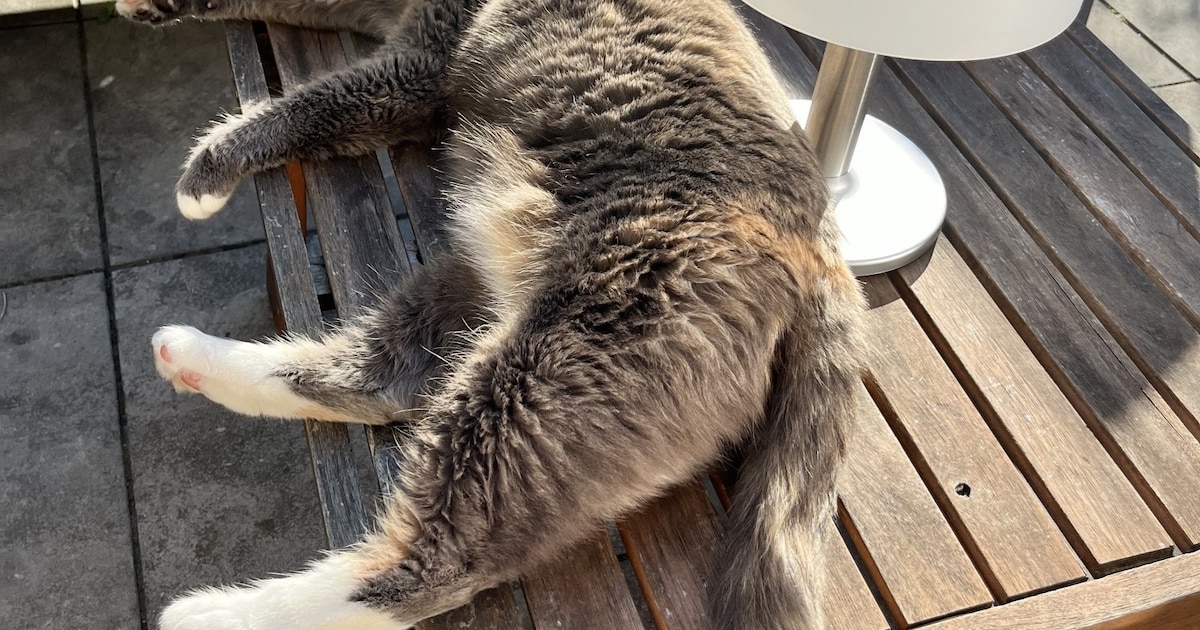 Heb jij Kerrie, Muis of Molly gezien? Deze drie huisdieren worden in Aalsmeer vermist