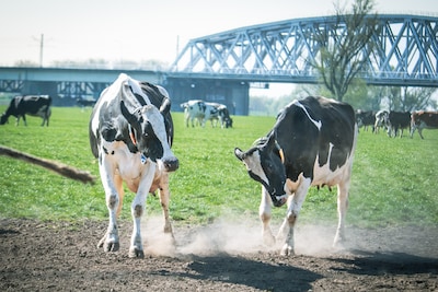 Uittips: dit is er dit weekend te doen in Arnhem (10 - 12 april)