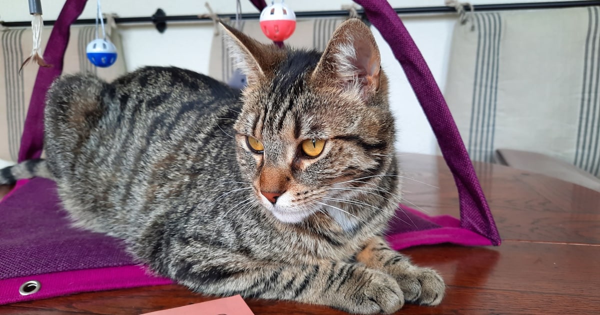 Heb jij Harley gezien? Dit huisdier wordt in Zandvoort vermist