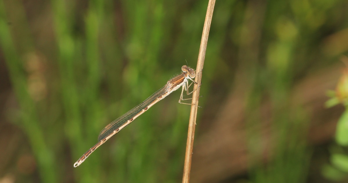 Lezing over insecten in de winter in Bemmel