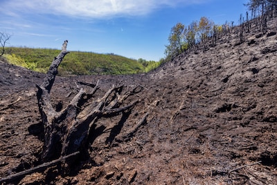 Grote schrik na duinbrand bij strandslag 10: ‘We dachten dat ons hele duinlandschap zwart zou zijn’