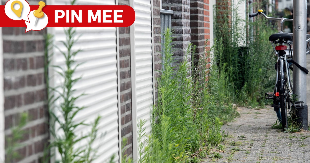 Waar in Nissewaard stoor jij je aan onkruid of overhangend groen? Laat het ons weten!
