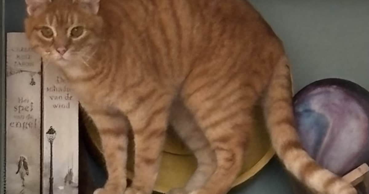 Heb jij Peach of Joma gezien? Deze twee huisdieren worden in De Bilt vermist