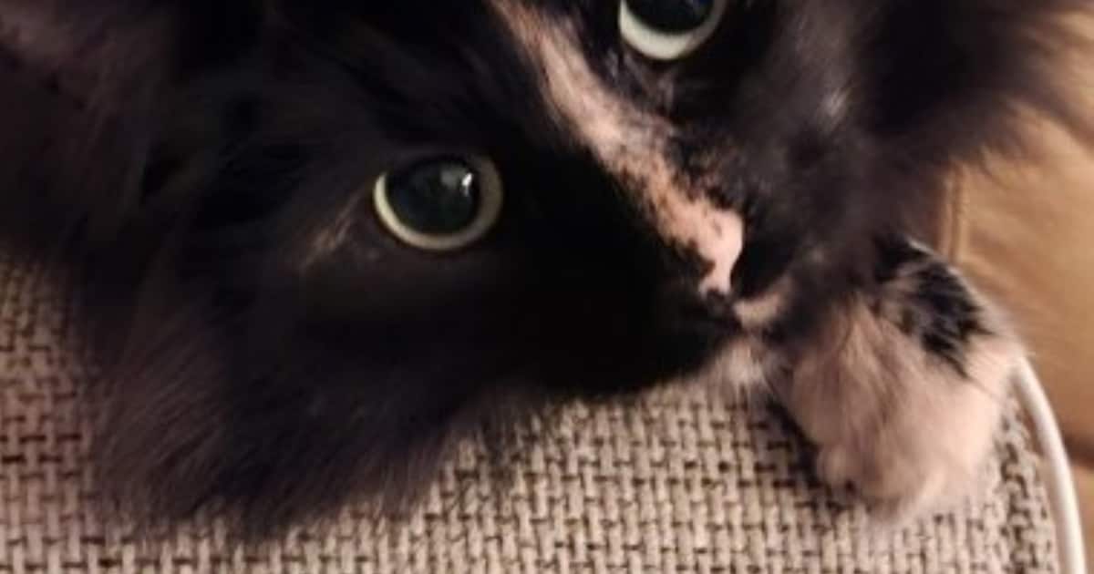 Heb jij Beau of Lily gezien? Deze twee huisdieren worden in Heerlen vermist