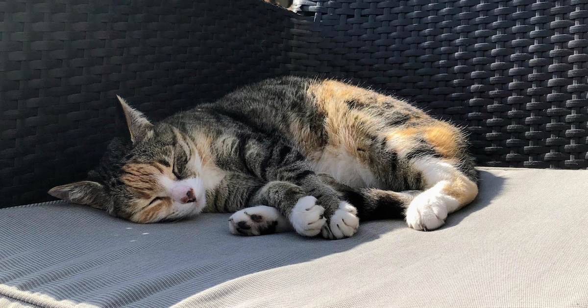 Heb jij Luna of Tessa gezien? Deze twee huisdieren worden in Heemstede vermist