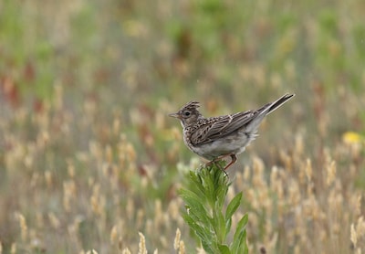 Waarom de startbaan van Vliegbasis Soesterberg een halfjaar op slot gaat