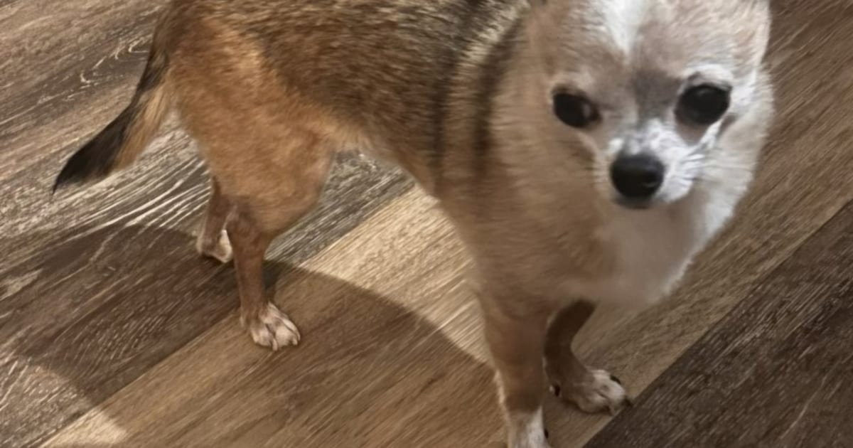 Heb jij Chico of Copi gezien? Deze twee huisdieren worden in Bergen (NH) vermist