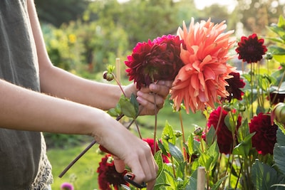 Dahlia’s, bloemstukken en quilts in Veldhoven