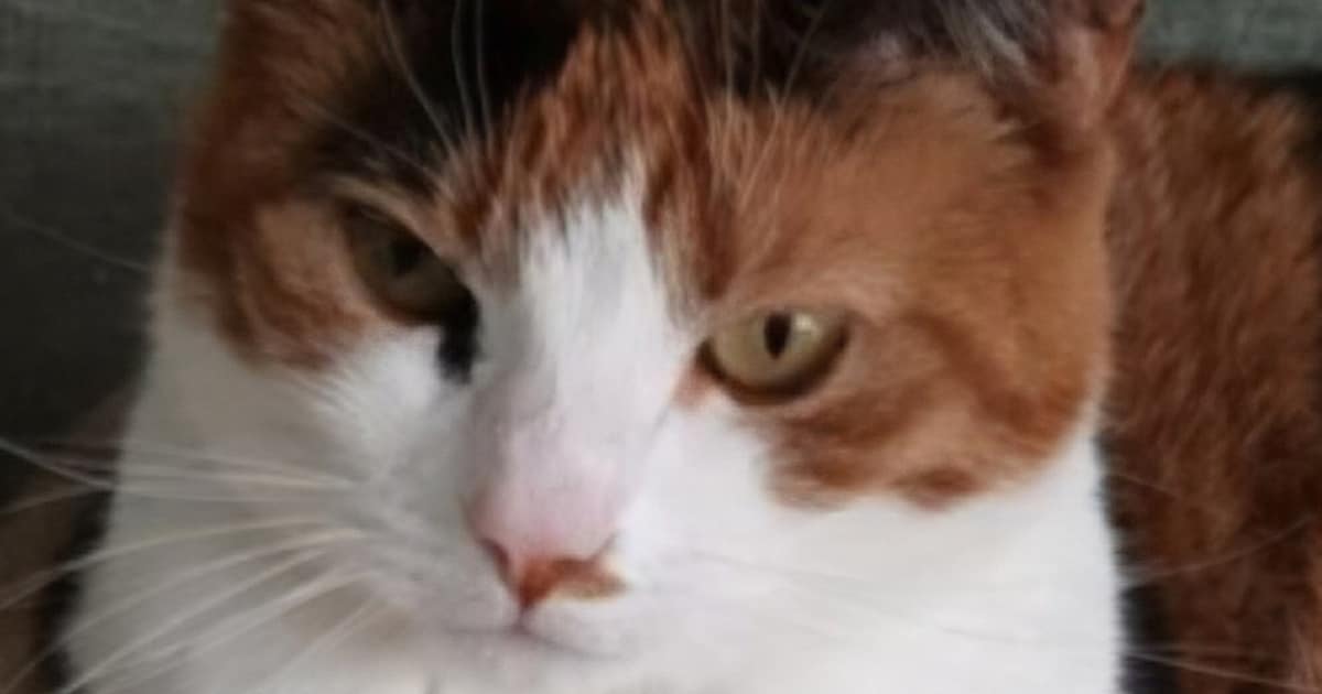 Heb jij Sammy of Izzy gezien? Deze twee huisdieren worden in Dijk en Waard vermist