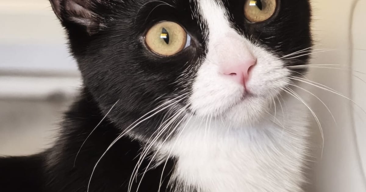 Heb jij Misty gezien? Dit huisdier wordt in Zandvoort vermist