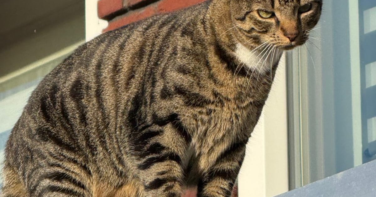 Heb jij Koosje of Yuki gezien? Deze twee huisdieren worden in Medemblik vermist