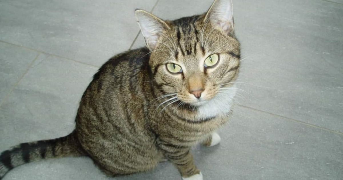 Heb jij Max gezien? Dit huisdier wordt in Boxtel vermist