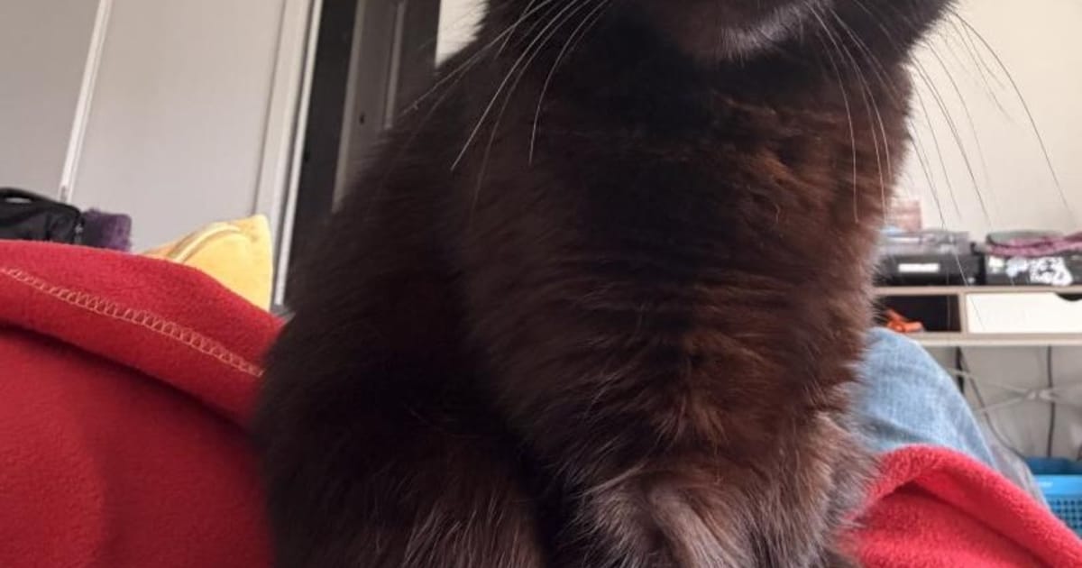 Heb jij Key gezien? Dit huisdier wordt in Ouder-Amstel vermist