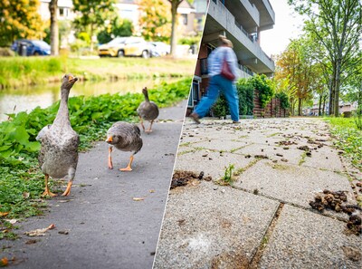 Stoep verandert in ‘mijnenveld’ aan poep: irritatie om bewoner die iedere dag de ganzen voert