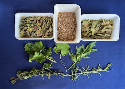 Kruiden knippen en thee proeven in Hoftuin Zoetermeer tijdens rondleiding en workshop