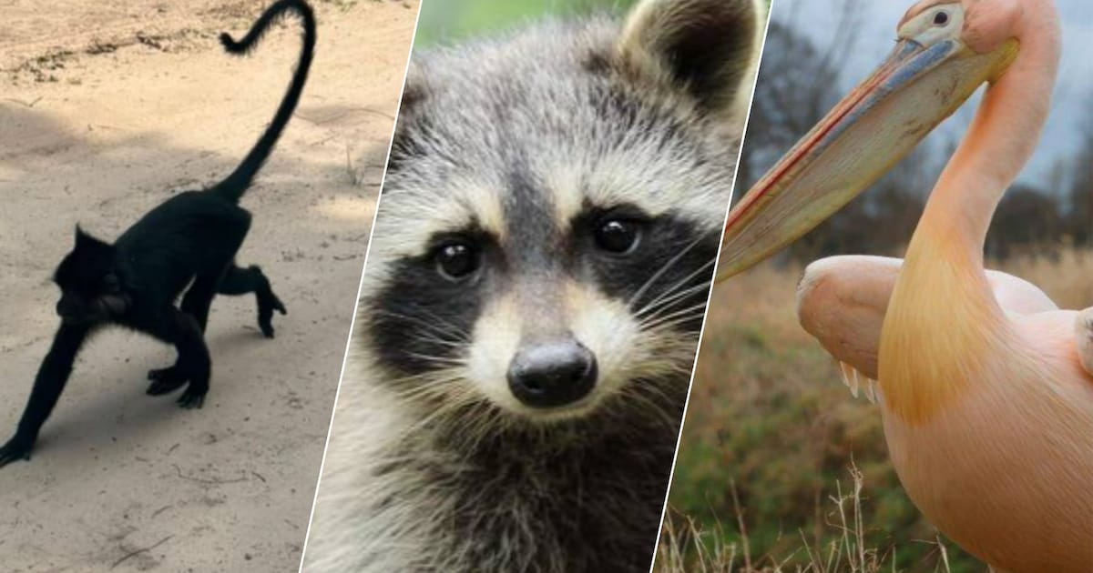 Beekse Bergen-aapje al weken vermist: deze dieren ontsnapten nog meer